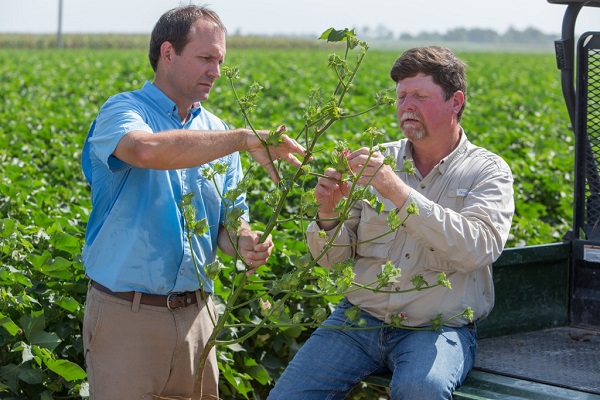 Cotton Farmers See Benefits of the Enlist Weed Control System