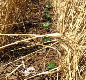 Winter Wheat Feasible Cover Crop for Rolling Plains Cotton