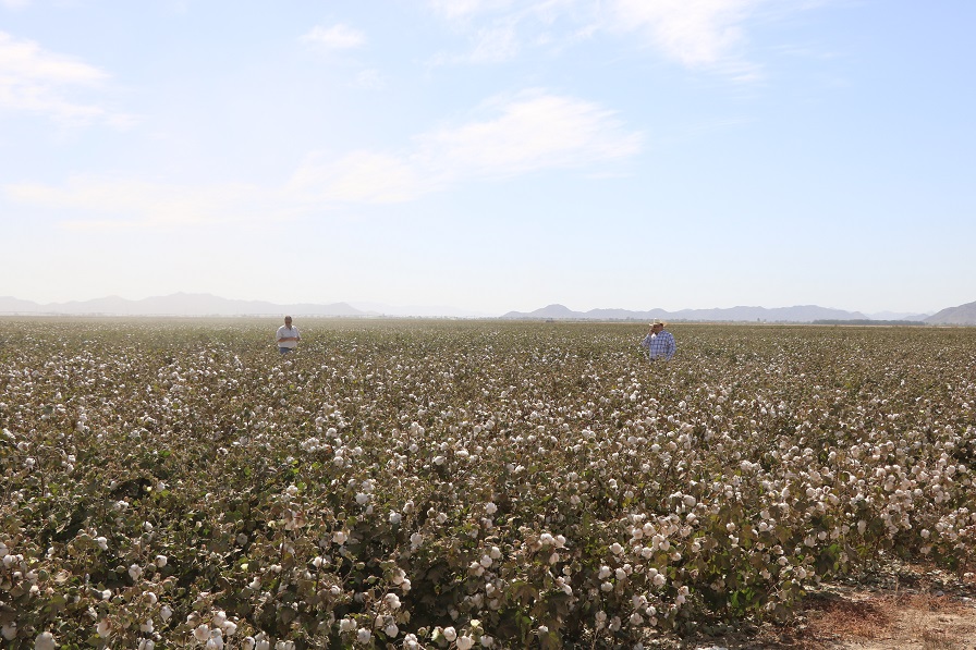 P.I.E. Tour Takes Southeast Cotton Producers to San Joaquin Valley