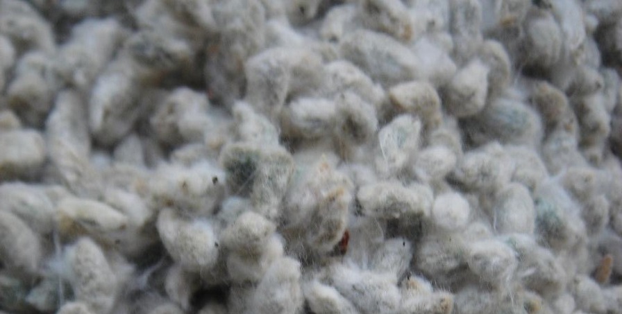 Ultra-low Gossypol Cottonseed Takes Next Step Toward Humanitarian Use