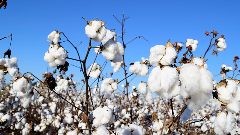 Crop Progress Notes for U.S. Cotton – October 28