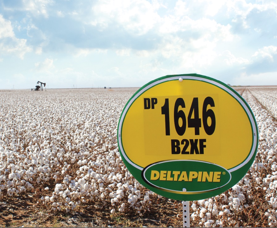 Deltapine NPE Program Begins Class of 19 Evaluations