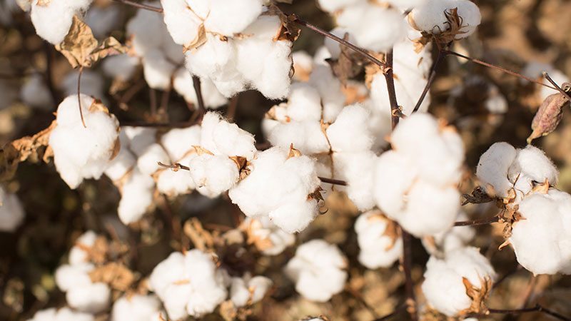 A Year-End View of Cotton’s Market Opportunities