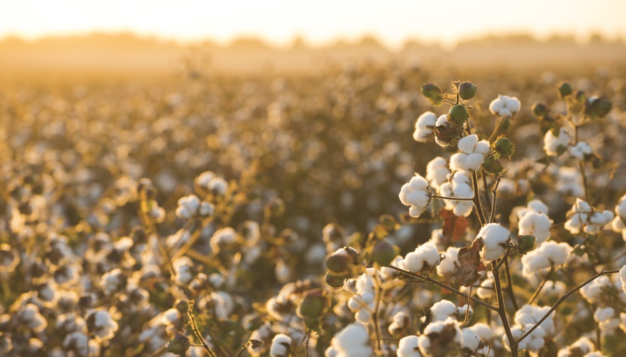 USDA: 12.5 Million Total U.S. Cotton Acres Planted in 2022