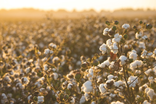 Slow But Positive News Brightens Cotton’s Outlook