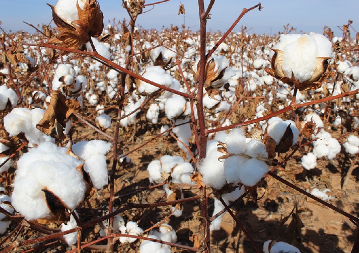 U.S. Cotton Trust Protocol Joins Sustainable Apparel Coalition