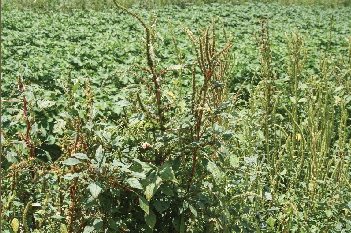 Update: EPA Outlines Temporary Use Order for Vacated Dicamba Products in Cotton, Soybeans