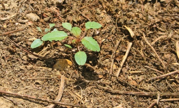 New BASF Reward Program for AR Growers Facing Dicamba Ban
