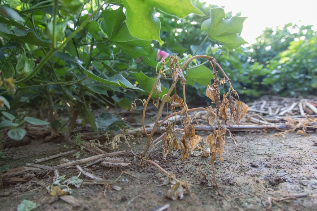 2018 Ushers in the Era of the Auxins