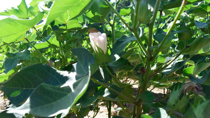 Cotton Market Roundtable Set for August 13