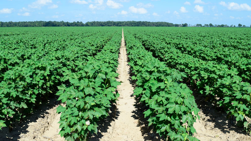Despite COVID-19, Cotton Fashion and Textiles Are Keen to Go Green