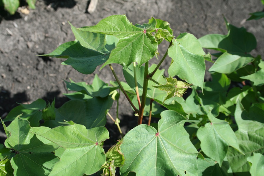 Transform Granted Section 18 Exemption for Plant Bugs in NC