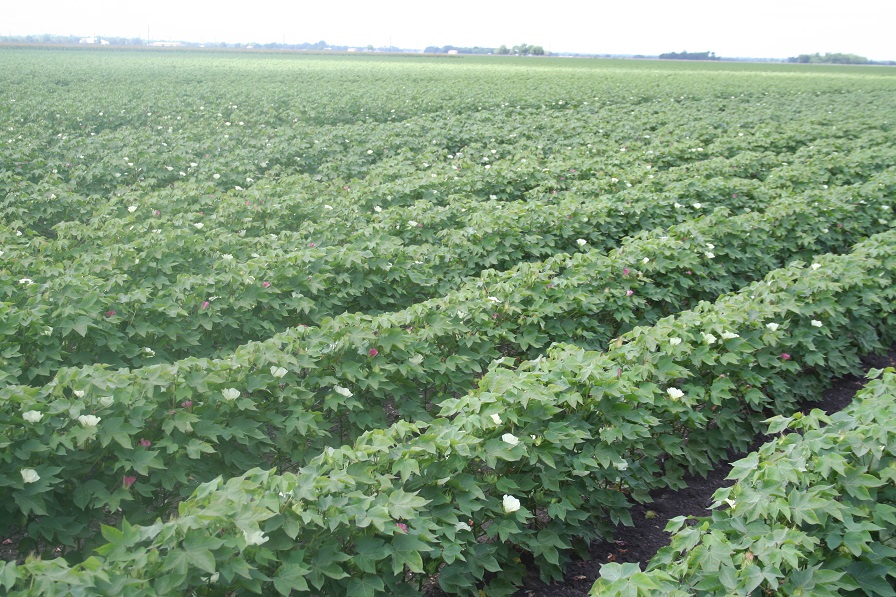 Crop Progress Notes from July 29