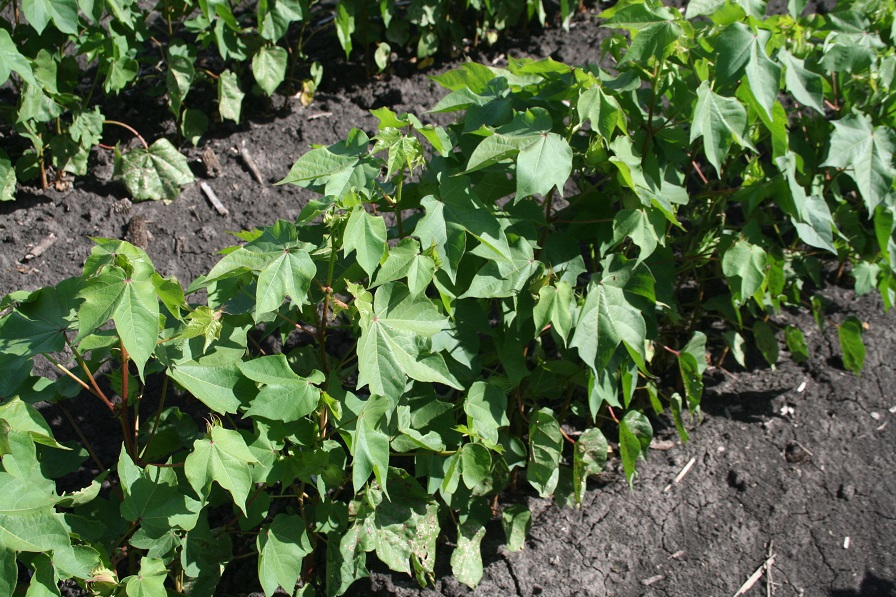 USDA Planted Acreage Consistent at 13.5 Million Cotton Acres