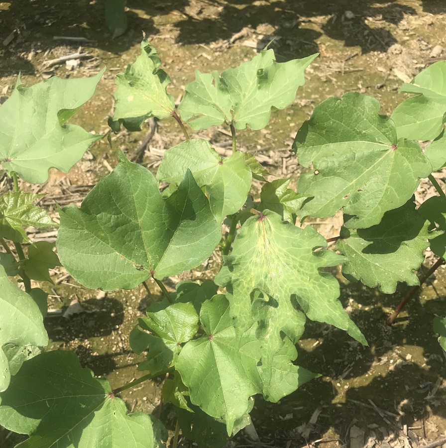 How to Evaluate and Manage Herbicide Injured Cotton