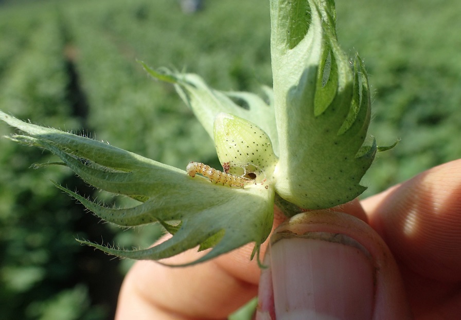 Don’t Let Growing Bollworm Populations Be a Budget Buster