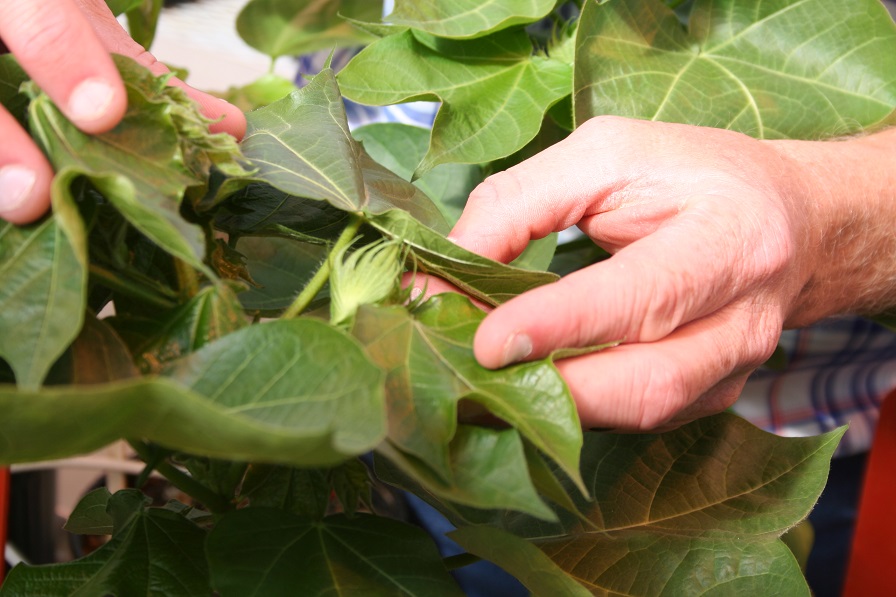 Identifying Potassium Nutrition Opportunities in Cotton