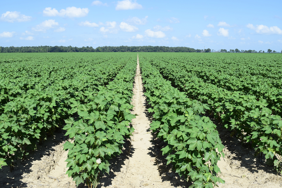 Deltapine NPE Program Begins On-Farm Evaluations for the Class of ‘21