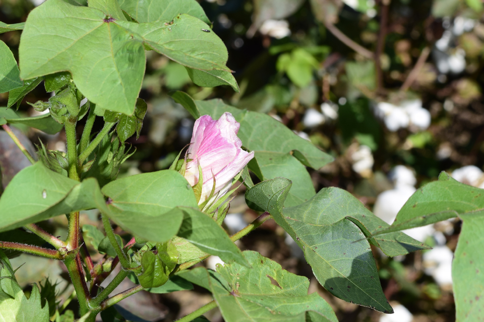 Cotton Highlights from August WASDE Report