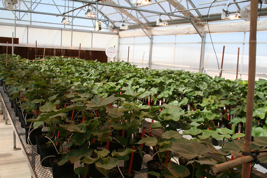 Georgia Plant Breeders Awarded Grants for Cotton and Peanut Studies