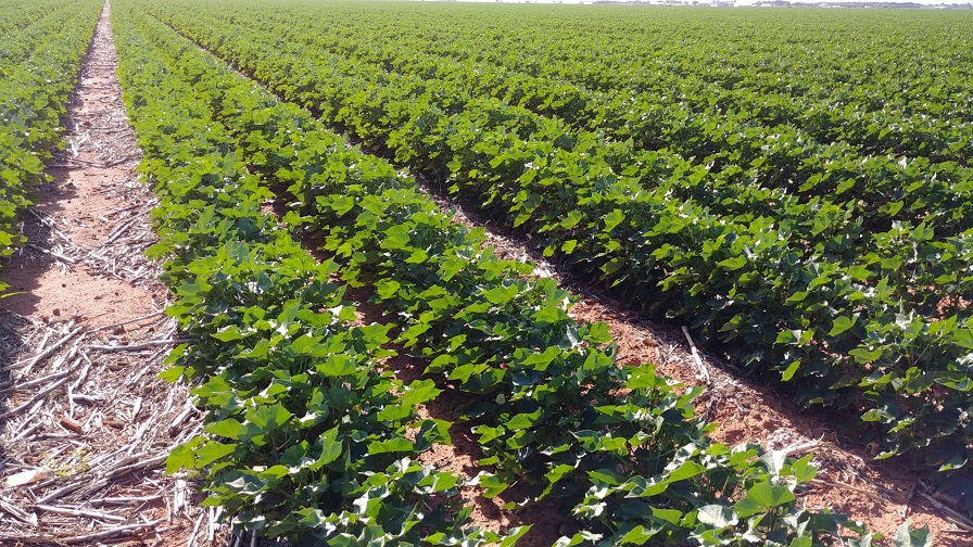 Cotton Highlights from June WASDE Report