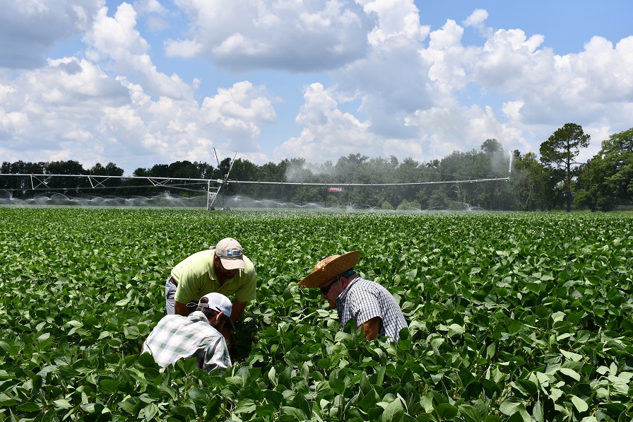 Training the “Tradition and Art” of Insect Scouting
