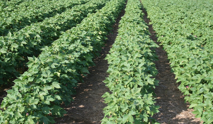 Crop Progress Notes from July 22