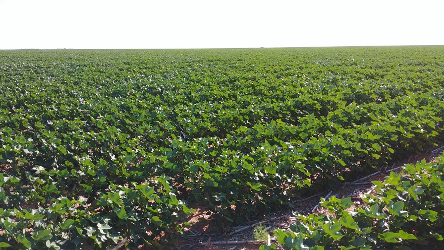Research Review Focuses on Key Cotton Issues