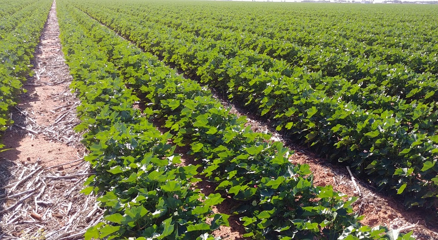 Crop Progress Notes for August 19