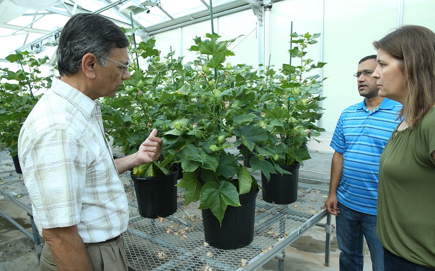 Ultra-Low Gossypol Cottonseed for Human Nutrition Approved by USDA APHIS