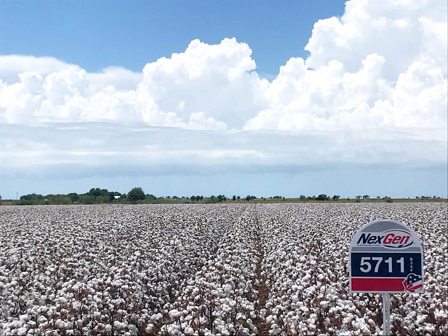 Americot Adds Four to the Company’s Cotton Breeding Team