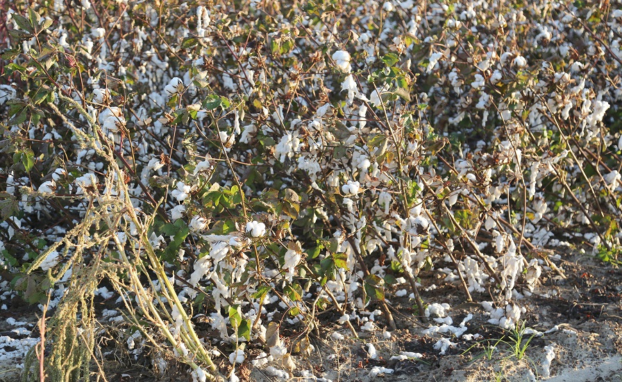 Cotton Management Tips Following Hurricane Dorian