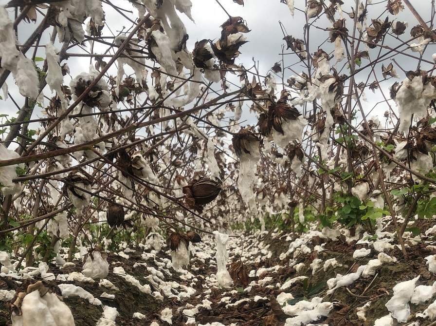 NCC: Disaster Relief Package Is Vital for Farmers