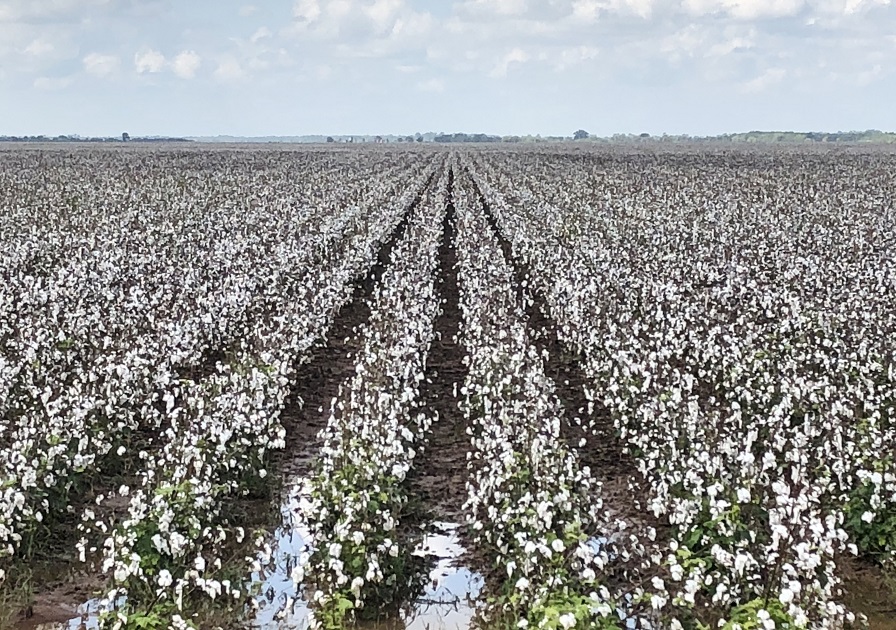 USDA Extends MFP Certification Deadline to May 17