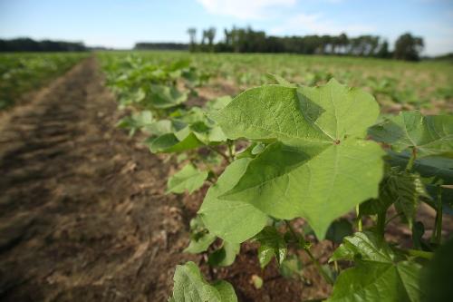 U.S. Cotton Trust Protocol Adds More Regional Grower Webinars