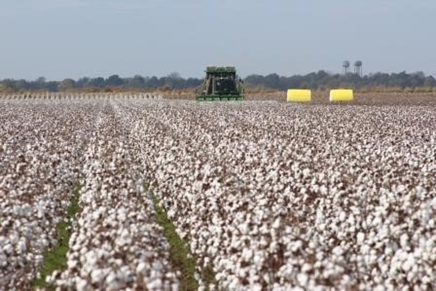 Key Textile Executives to Get Firsthand Look at U.S. Cotton Production