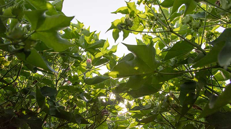 Crop Progress: Condition Slips as Bolls Continue to Open