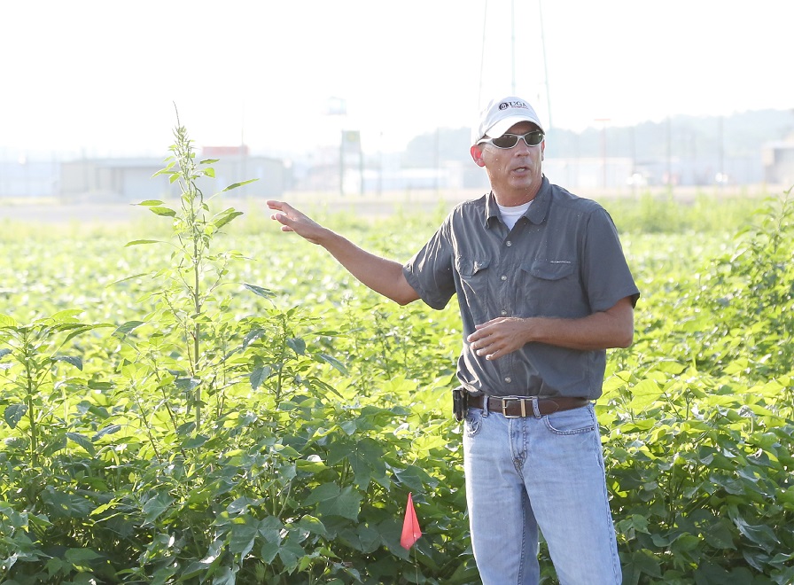 Cotton Farmers Should Beware of Increased Herbicide Resistance