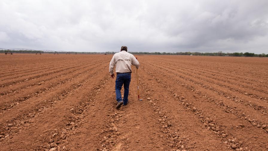 Cotton Planting Time in Texas