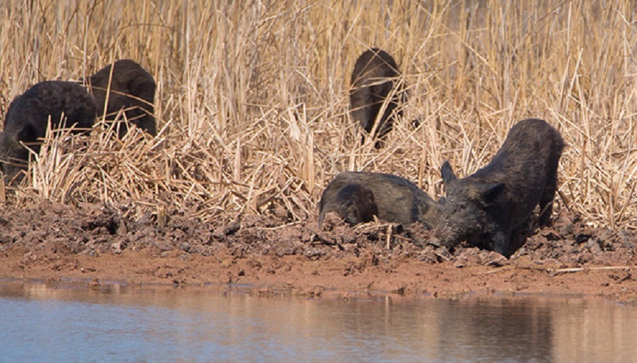 USDA Announces Feral Swine Eradication and Control Program