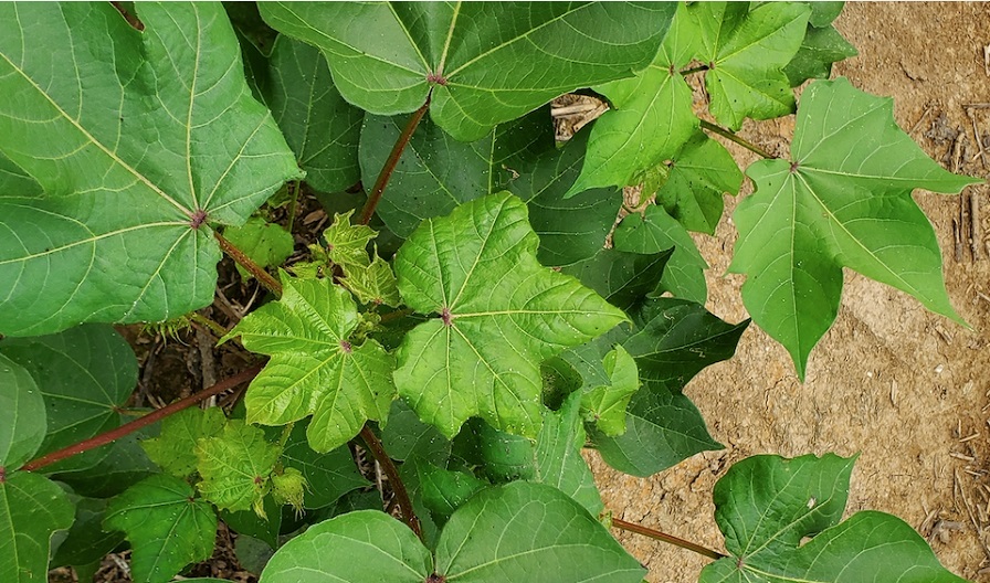Auburn Research Team Tackles Devastating Cotton Virus