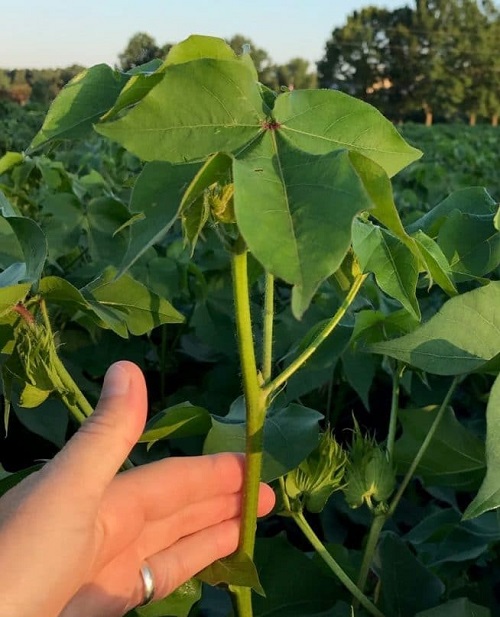 Tips for Managing Cotton Growth in Variable Weather Conditions