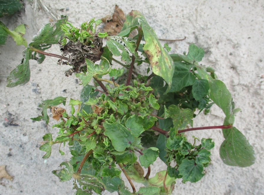 Cotton Leafroll Dwarf Virus Found in Central Texas