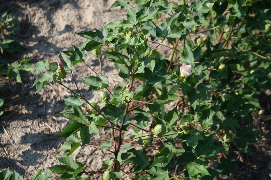 Hungry Cotton Market is Anything but Typical