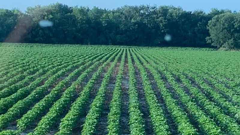 Cleveland: Cotton Market Showing Gains