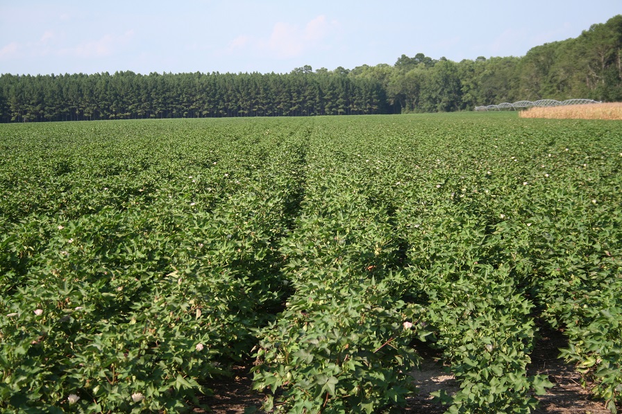 USDA: Early Projections Show 12.5 Million U.S. Cotton Acres in 2020