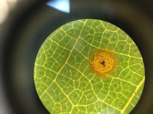 Visible symptoms of SW Cotton Rust Disease