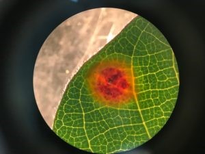 Southwestern Cotton Rust Disease Found in Texas High Plains