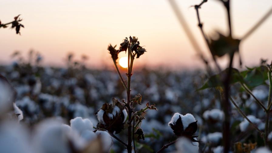 Cotton Growers Face Global and Local Problems in 2020