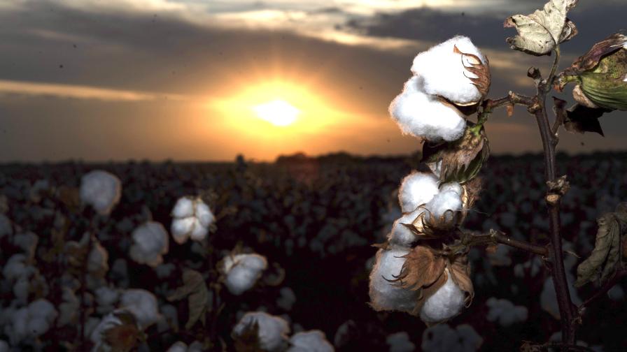Cotton closeup